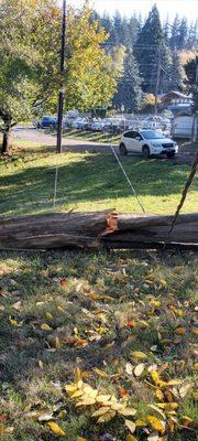 1 of 4 separate trees that fell after they neglected them as well as the advice given by a tree doctor warning them the trees were dangerous