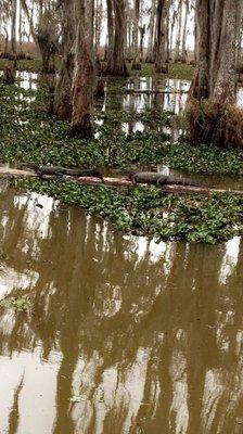 The swamp was gorgeous and we saw tons of alligators, small and large.