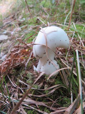 Mushroom on purple trail