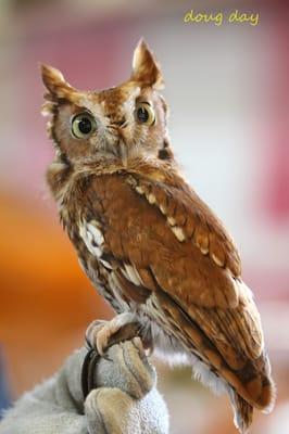 Raptor Inc. Visiting with a Screech Owl