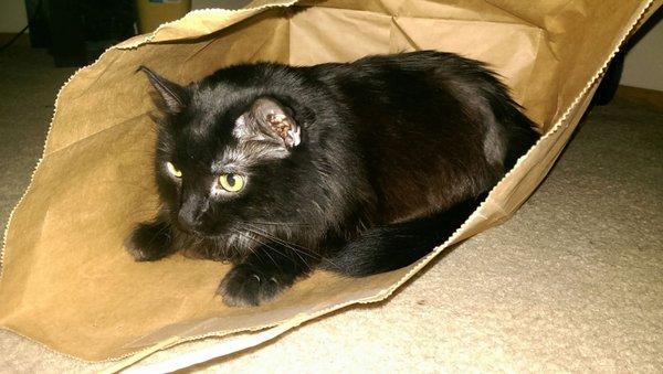 She likes the bag, please adopt.