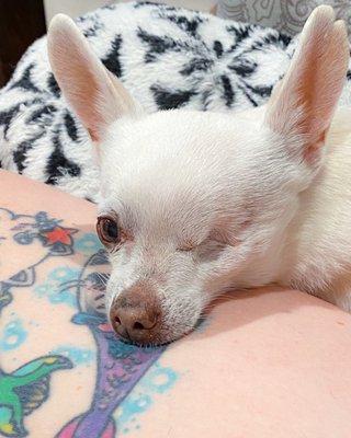 Toki, my little chihuahua they have helped many times