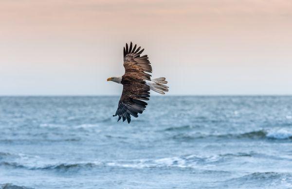 Eagle soaring over the water near Skagit County, WA