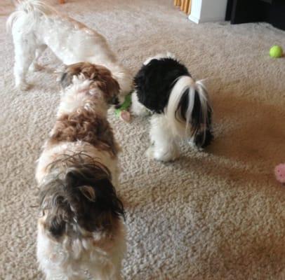 It's play time for Maya, Bella, and Princess Leah!