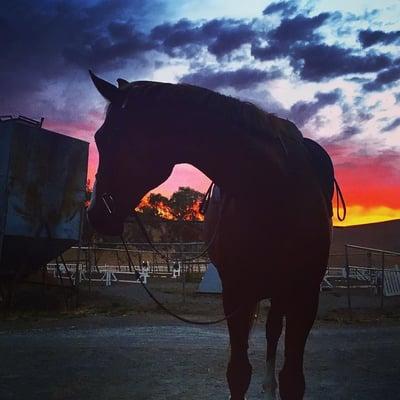 Miss. Lucy at sunset