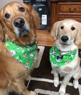 Molly And Macie love Dawn And Katelyn from Hair of the Dog.  They do a great job each and every time they have an appointment!