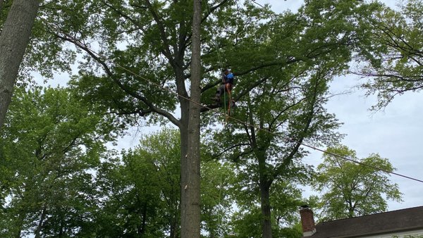 Climber sliding down after a tree trimming