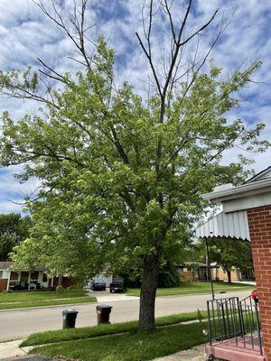 Maple Removal