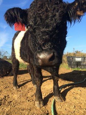 We lover our belted Galloway's!