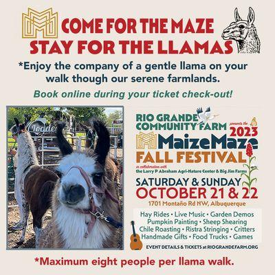 Llama Walks at our Maize Maze Fall Festival This Sat and Sun Oct 21 & 22