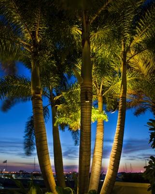 Estate Specimen Palms