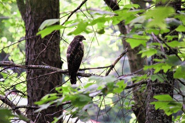 Hawk in June