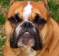 My best friend, Buster, a pure-bred English bulldog!