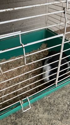 A guinea pig that I'm taking home, so cute.