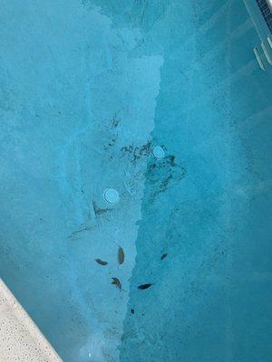 Pool was left dirty for 3 months. Joe kept promising to clean.