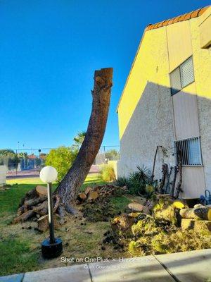 Acá cortamos un gran árbol que estaba encima del techo de la casa y gracias a Dios todo salió bien