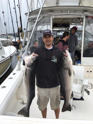 More big stripers