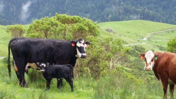 Mama Cow and her young calf.