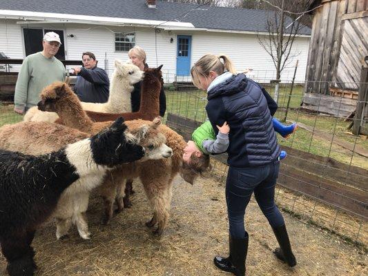 Who's this guy?  He needs an alpaca kiss!