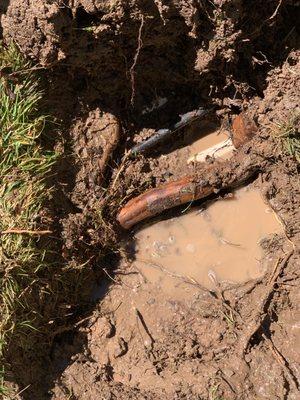 Root spliting front yard sprinkler pipe wide open.