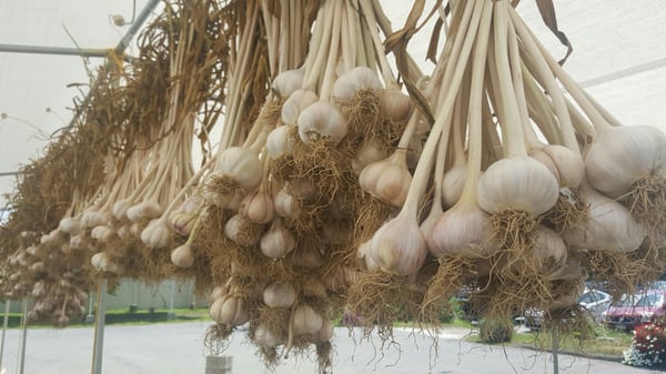 This was fresh harvested New York garlic ready to be sold.