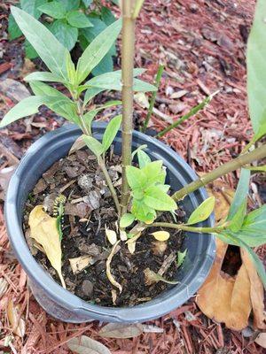 My new milkweed and happy caterpillar!