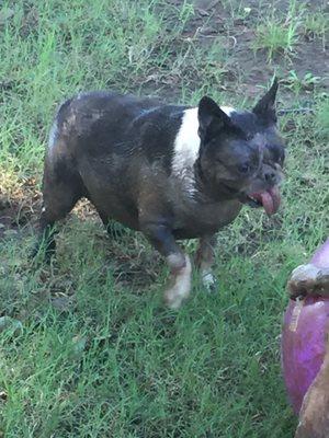 I lay in the mud like a piggy!