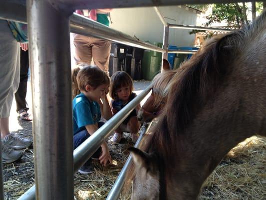 School fundraiser at Nova -- a petting zoo!