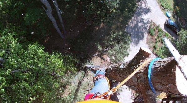 Topping out at tree! Call today for a quote on a tree removal!