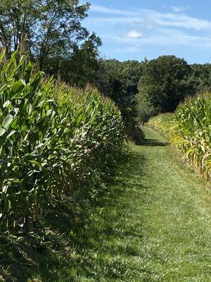 Thomas entrance is through cornfield