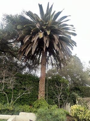 Palm Tree Trimming