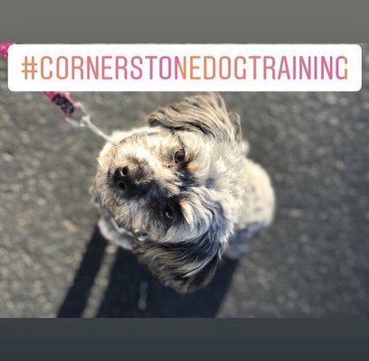 #CornerstoneDogTraining