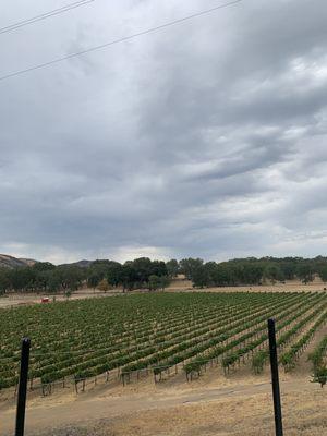 Pretty views of the vineyards from the outdoor tasting area