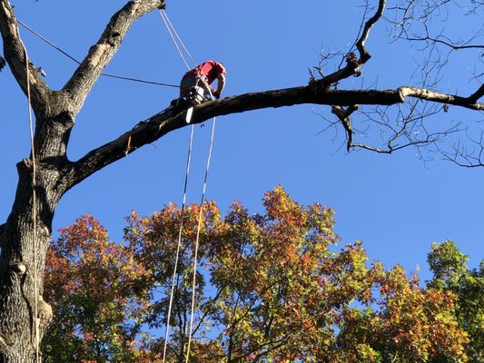 Abba Chief Tree Service