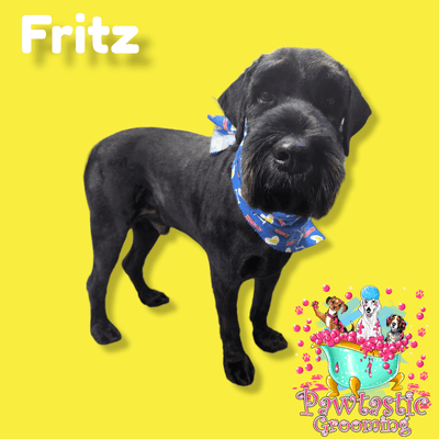 Fritz looking dapper after spaw day!