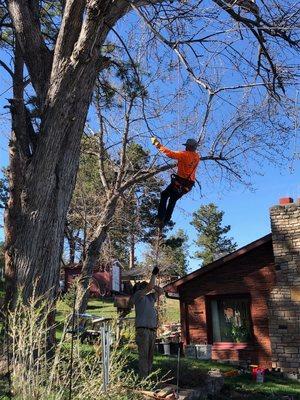 DL Tree Service