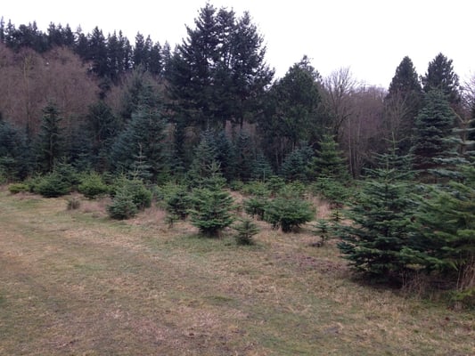 Unsheared noble and grand fir, sheared Norway spruce.