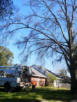 Dead oak tree in Newberry