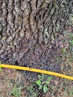 Armyworms can defoliate your landscaping, give us a call!