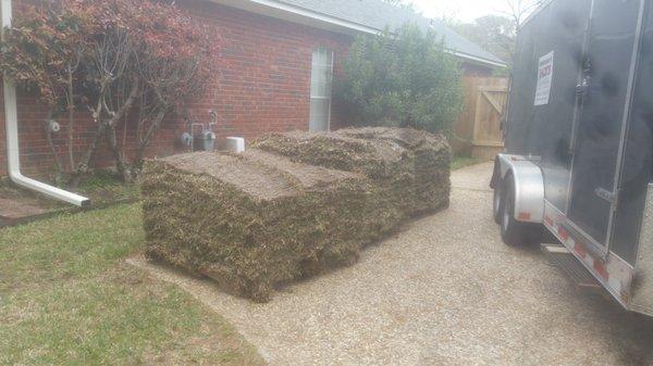 Fresh cut st augstine sod to be installed!