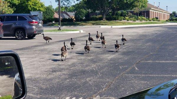 Geese walking the parking lot