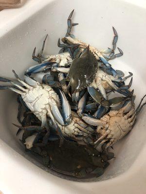 "Dozen" blue mixed crabs actually 10 ‍