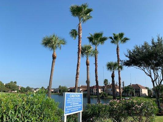 Set of palm trees trimmed and cleaned up for an HOA client in Missouri City