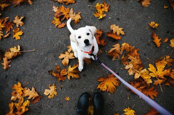 Veterinary Eye Specialists of Nebraska