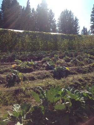 Strawberry Hill Nutrition Farm U Pick Veggies