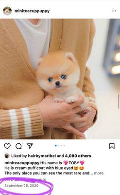 The actual dog when it was sold in 2020 by the REAL sellers in South Korea not these scammers!