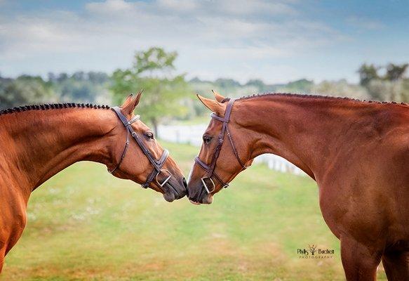 Front Range Show Stables