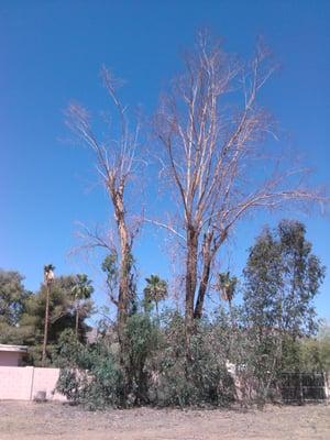 Tree removal large and small