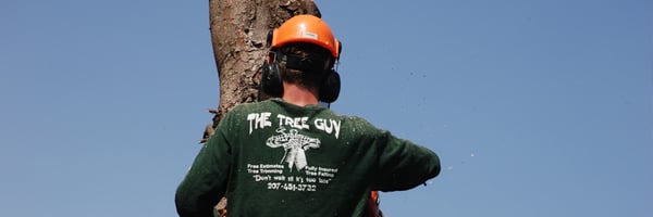 The Tree Guy