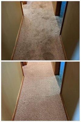 Carpet cleaning: before & after